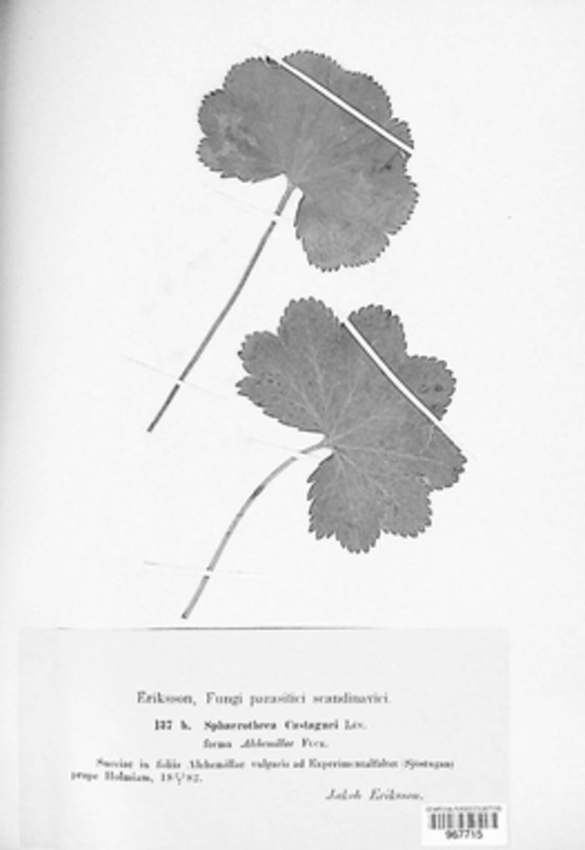 Sphaerotheca castagnei image